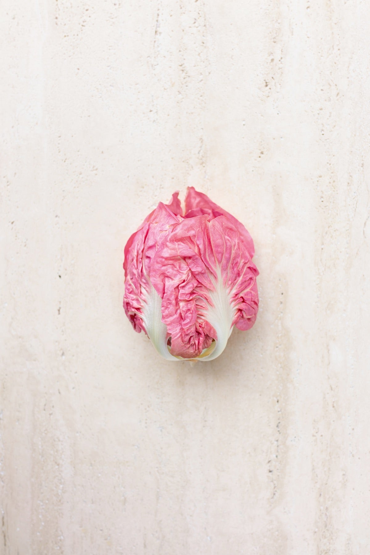 Radicchio