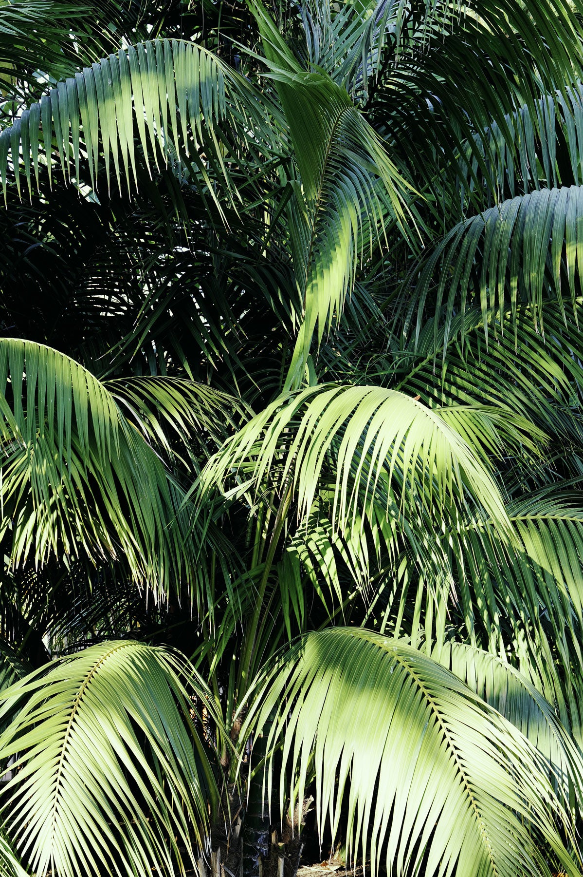 Postkartenset Palme