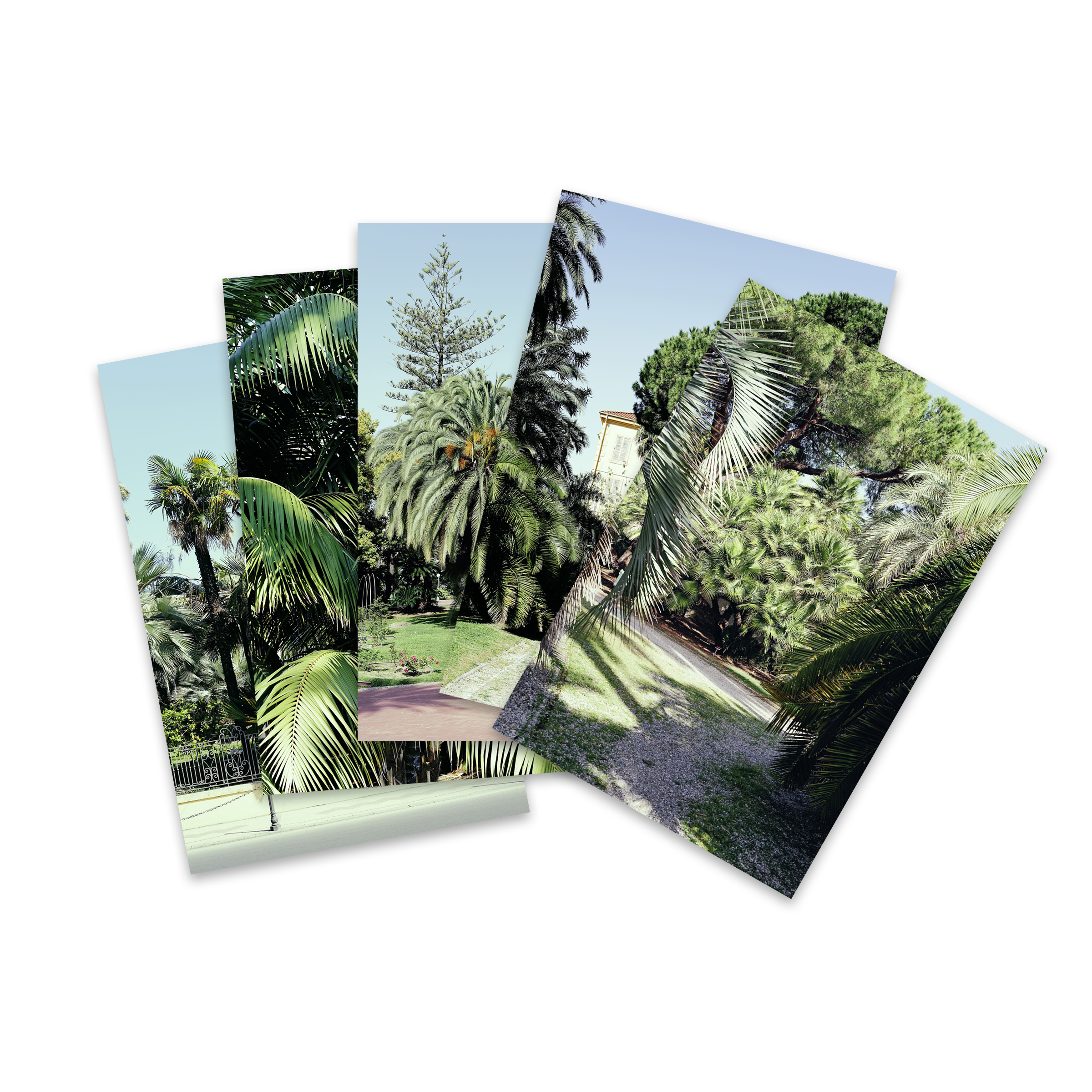 Postkartenset Palme