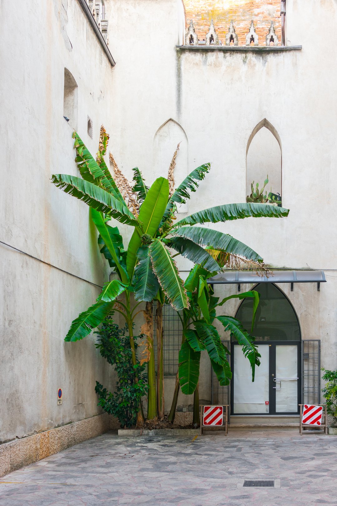 Palme - SPLENDIDO SUPERSTORE
